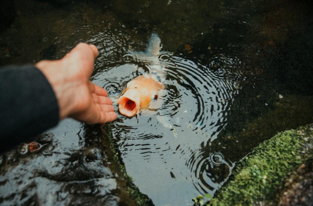 Koi carp fish in a japanese garden